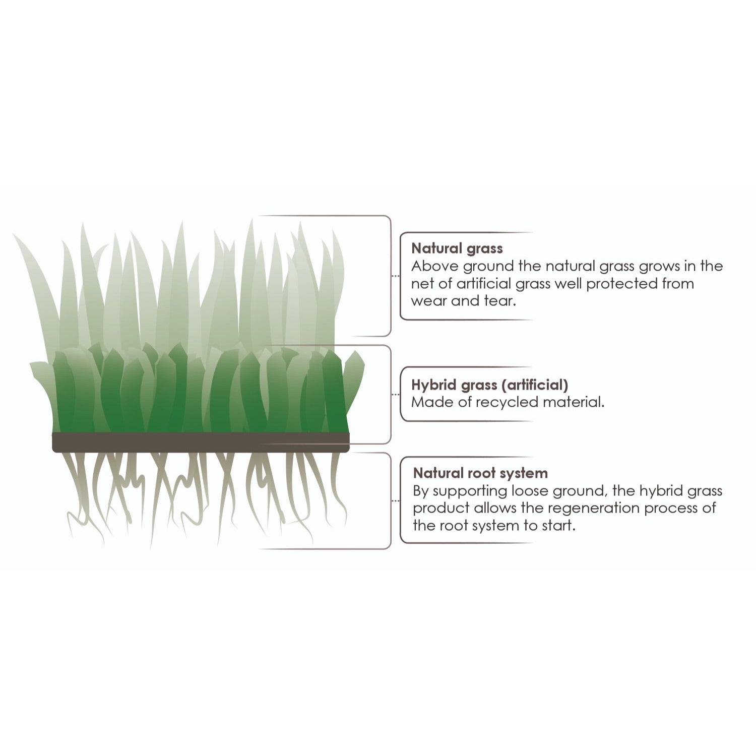 Grimsholm Hybridgräs 1x1 meter - Förstärk Gräsmattan Hybridgräs